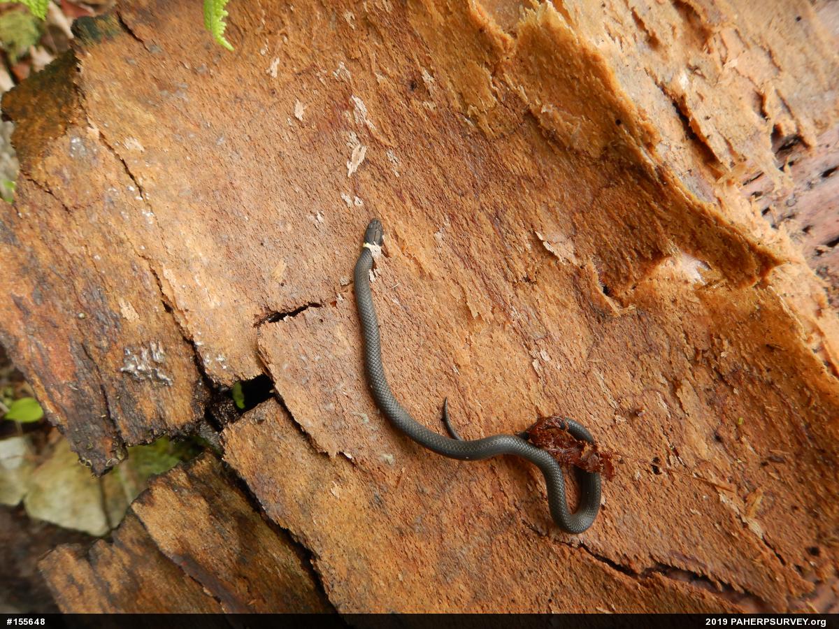 Northern Ring-necked Snake