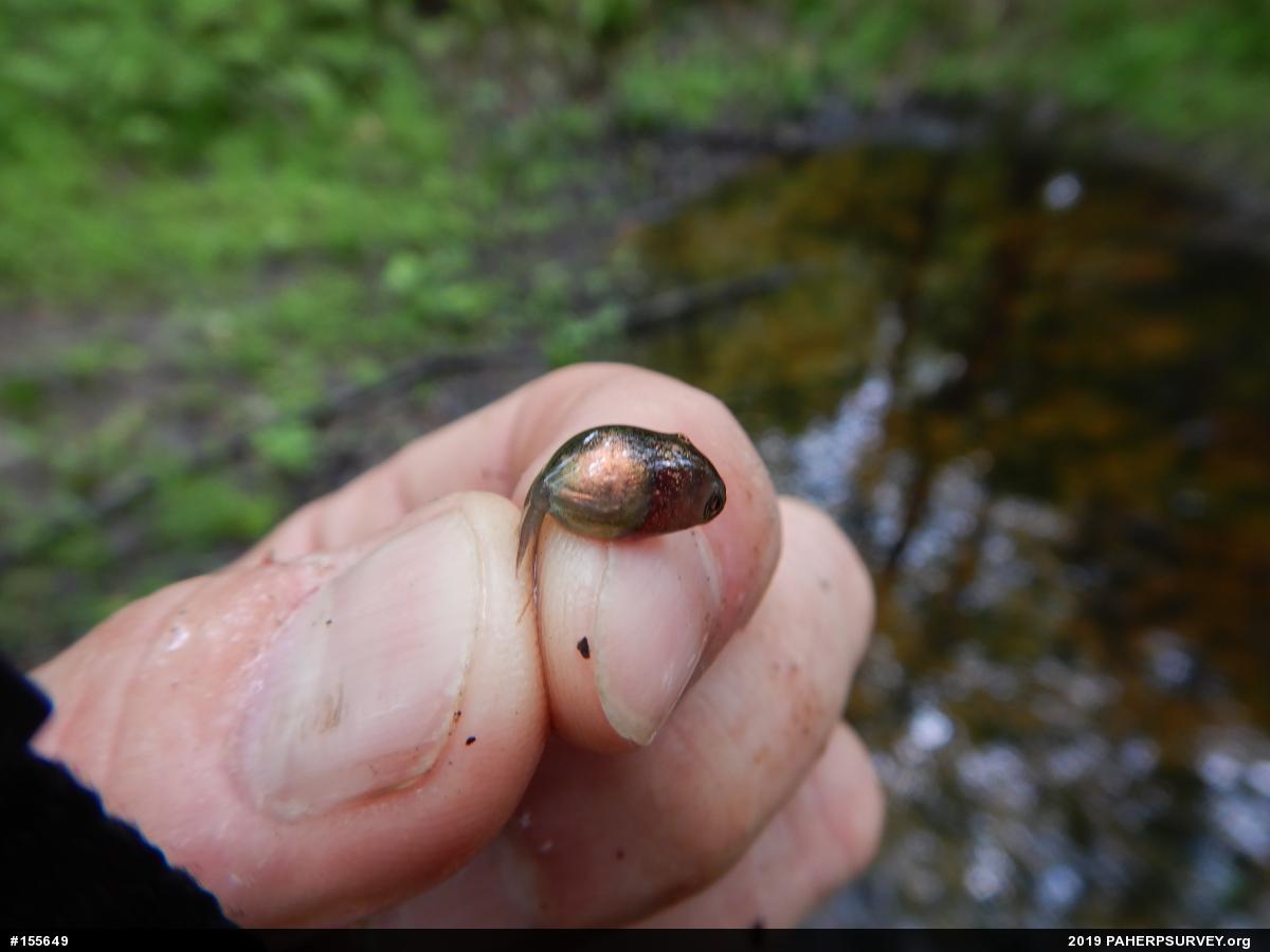 Wood Frog