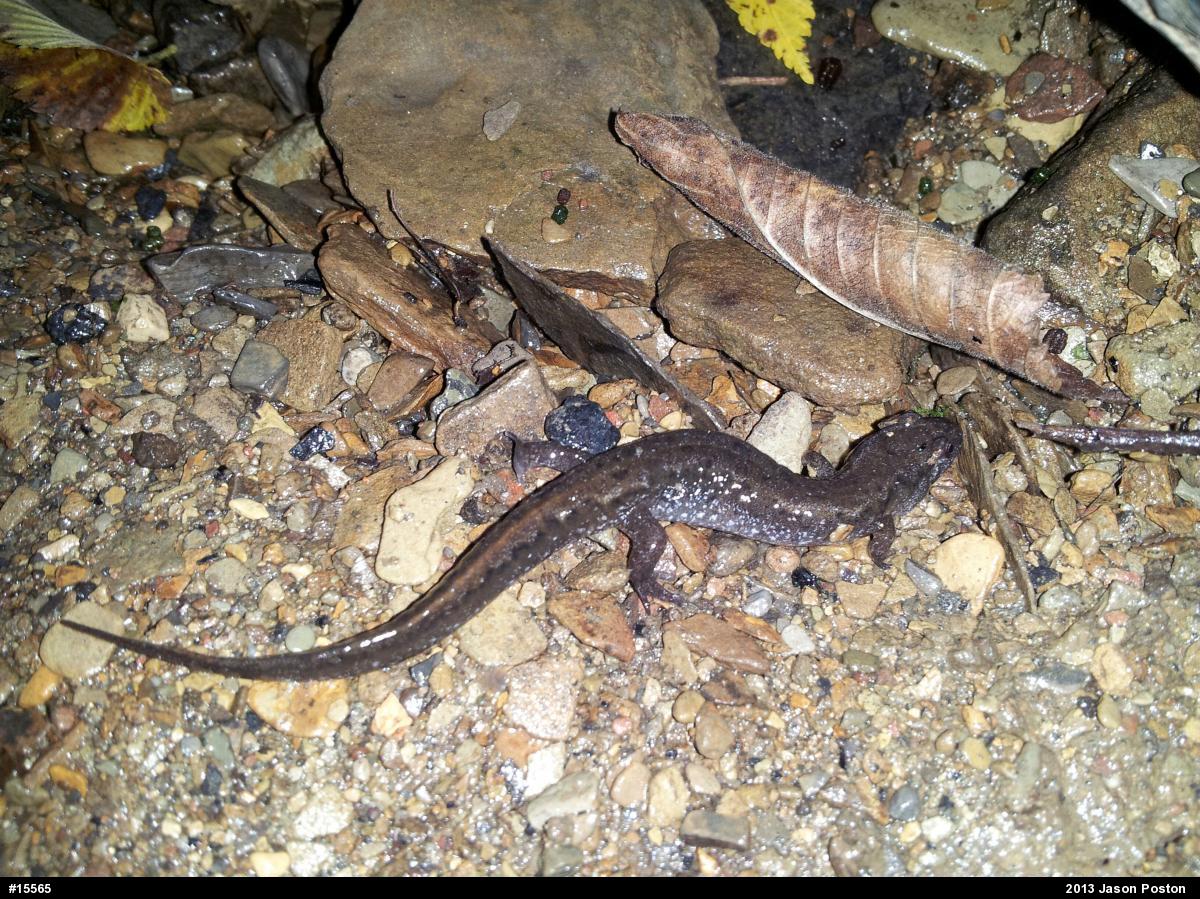 Northern Dusky Salamander