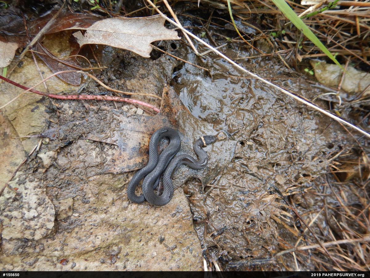 Northern Ring-necked Snake