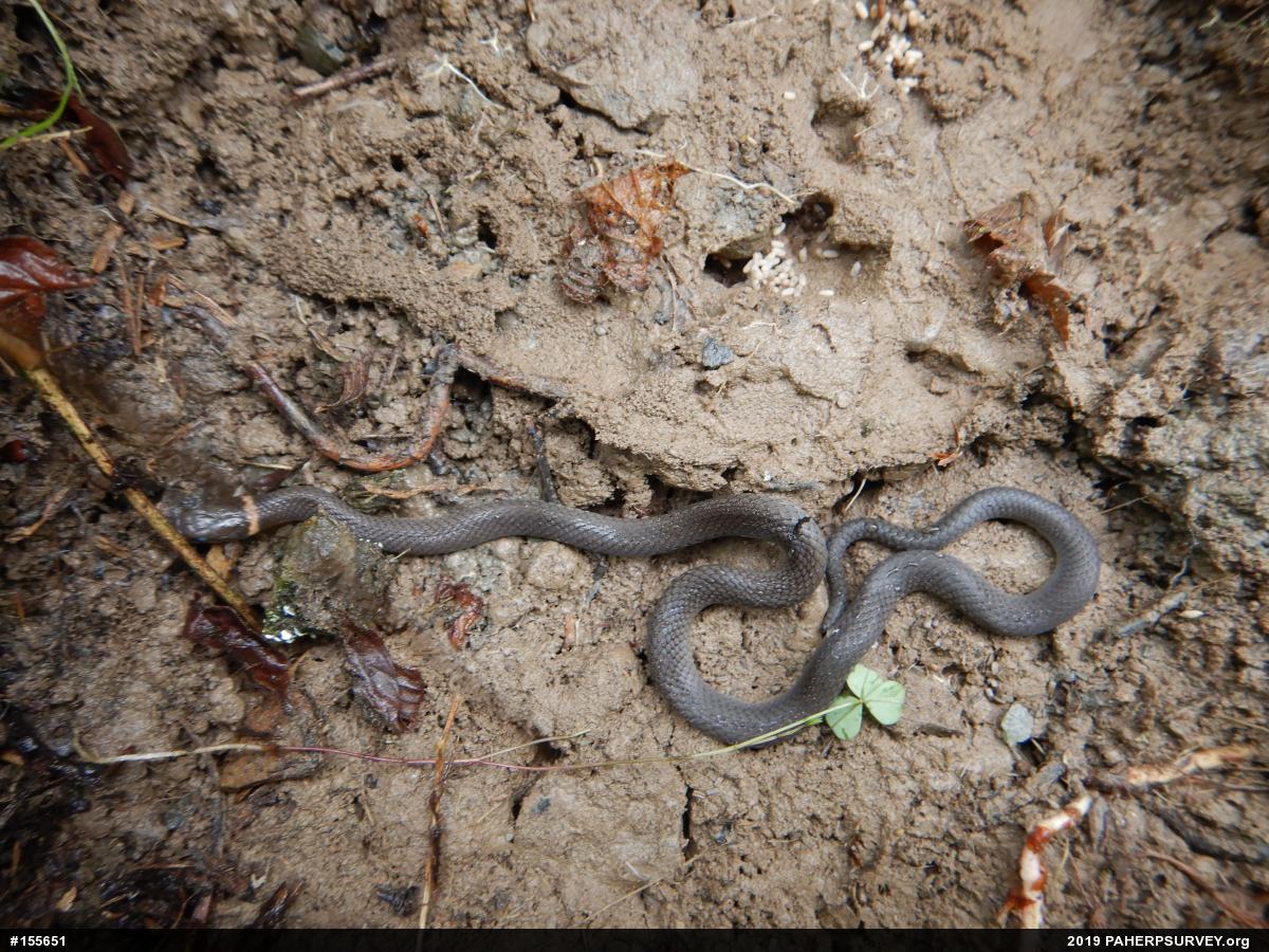 Northern Ring-necked Snake