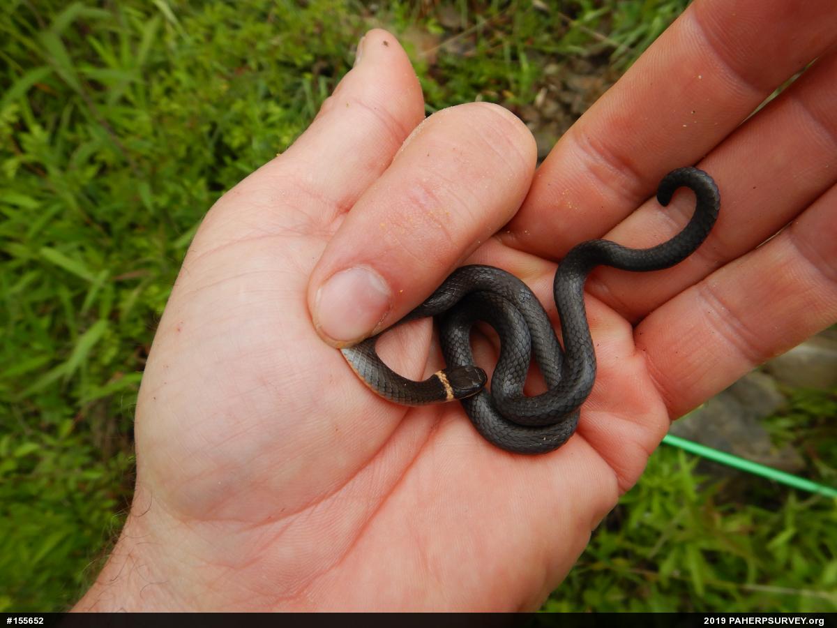 Northern Ring-necked Snake