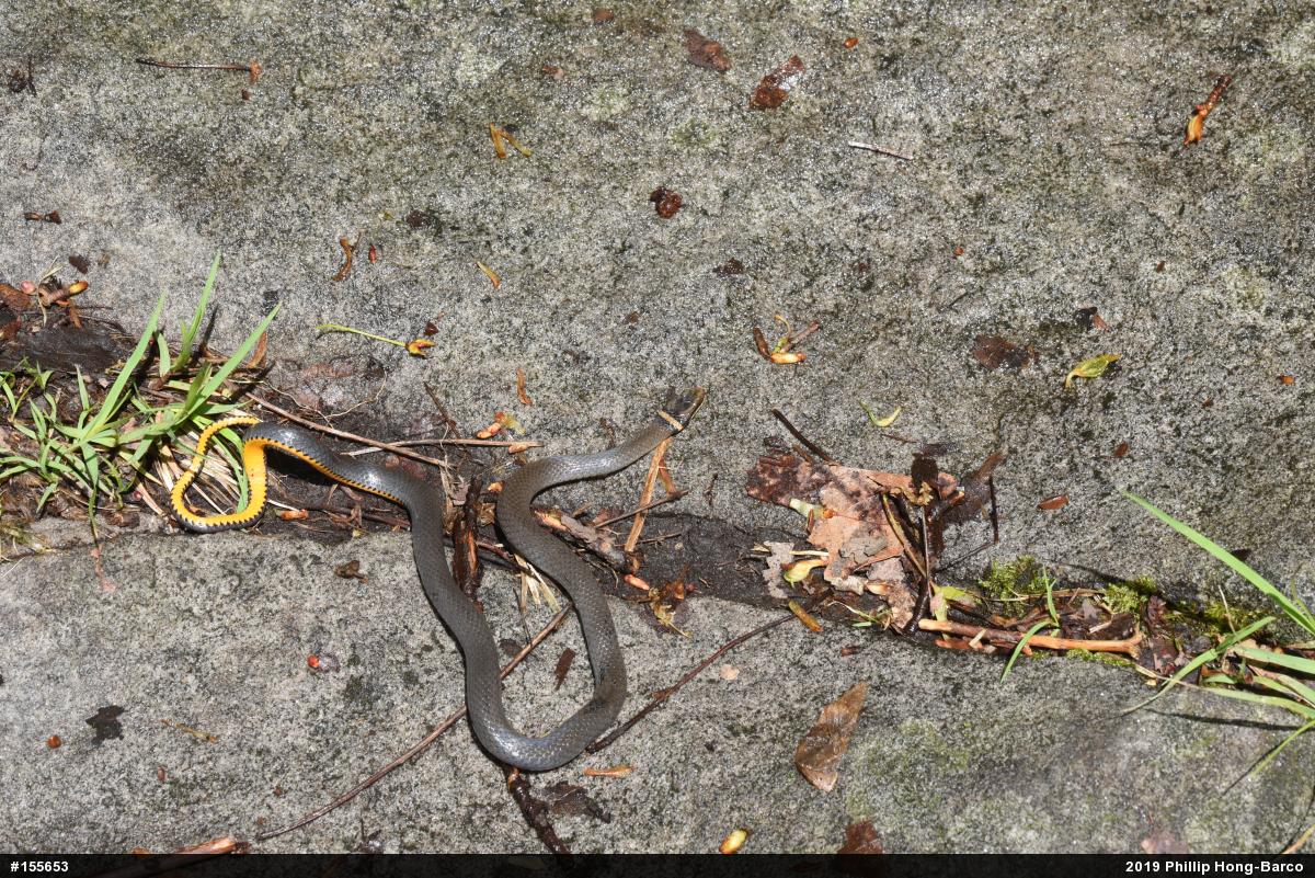 Northern Ring-necked Snake