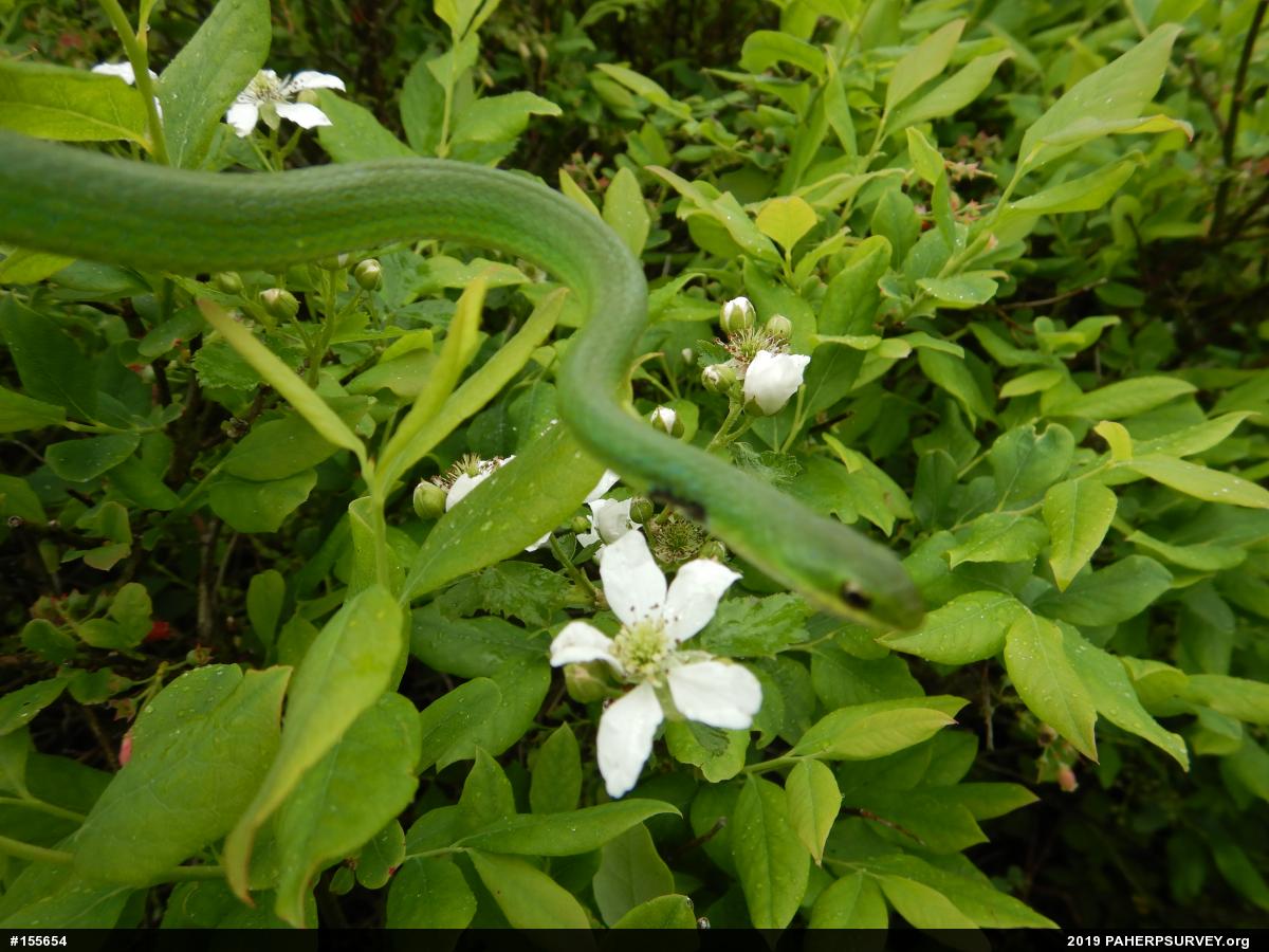 Smooth Greensnake