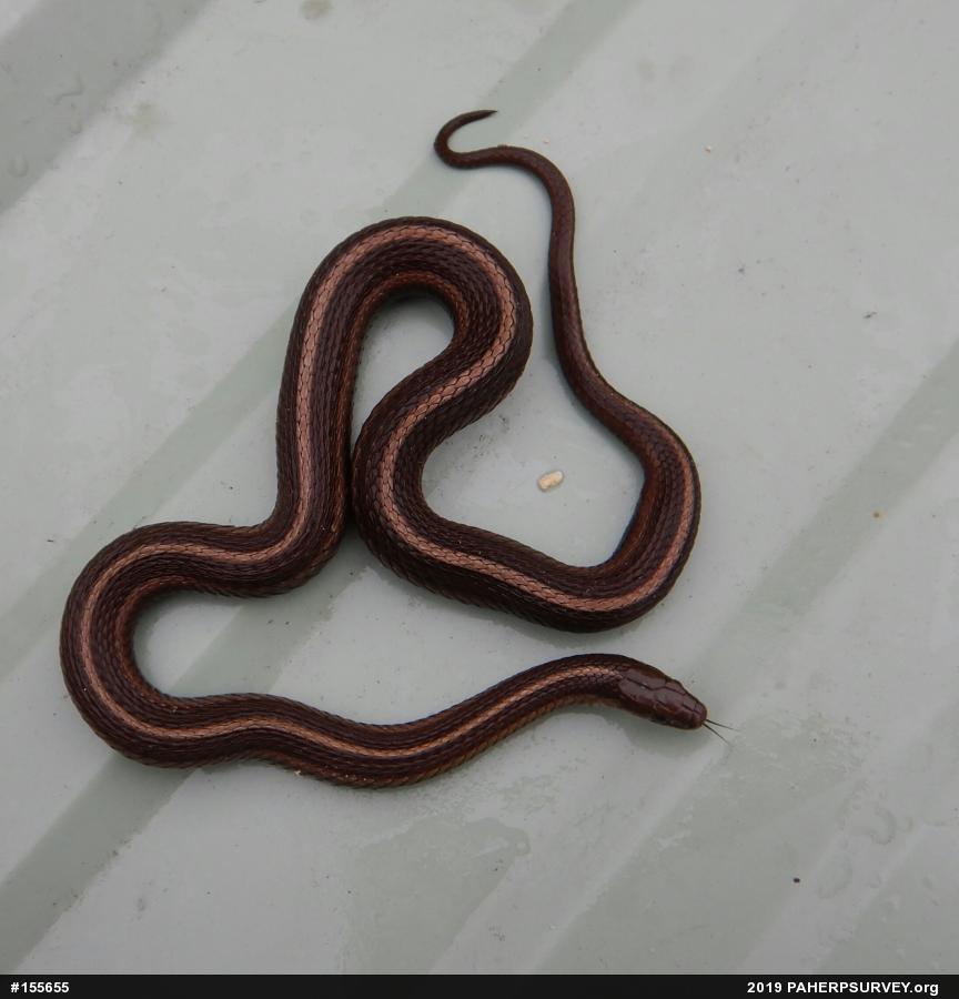 Shorthead Gartersnake
