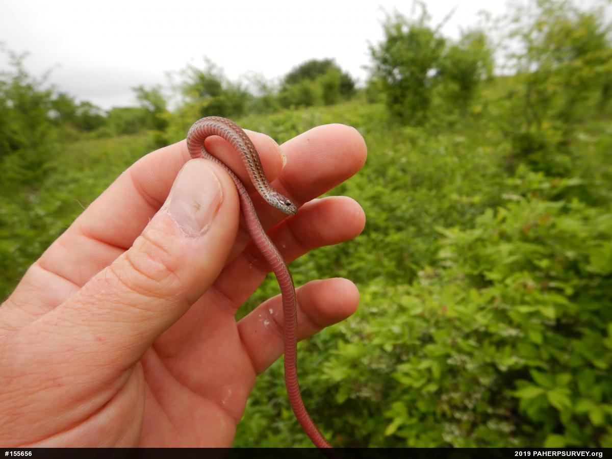 Red-bellied Snake