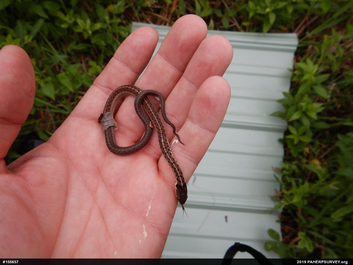 Eastern Gartersnake