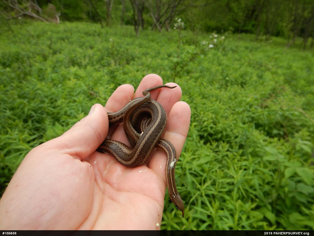Shorthead Gartersnake