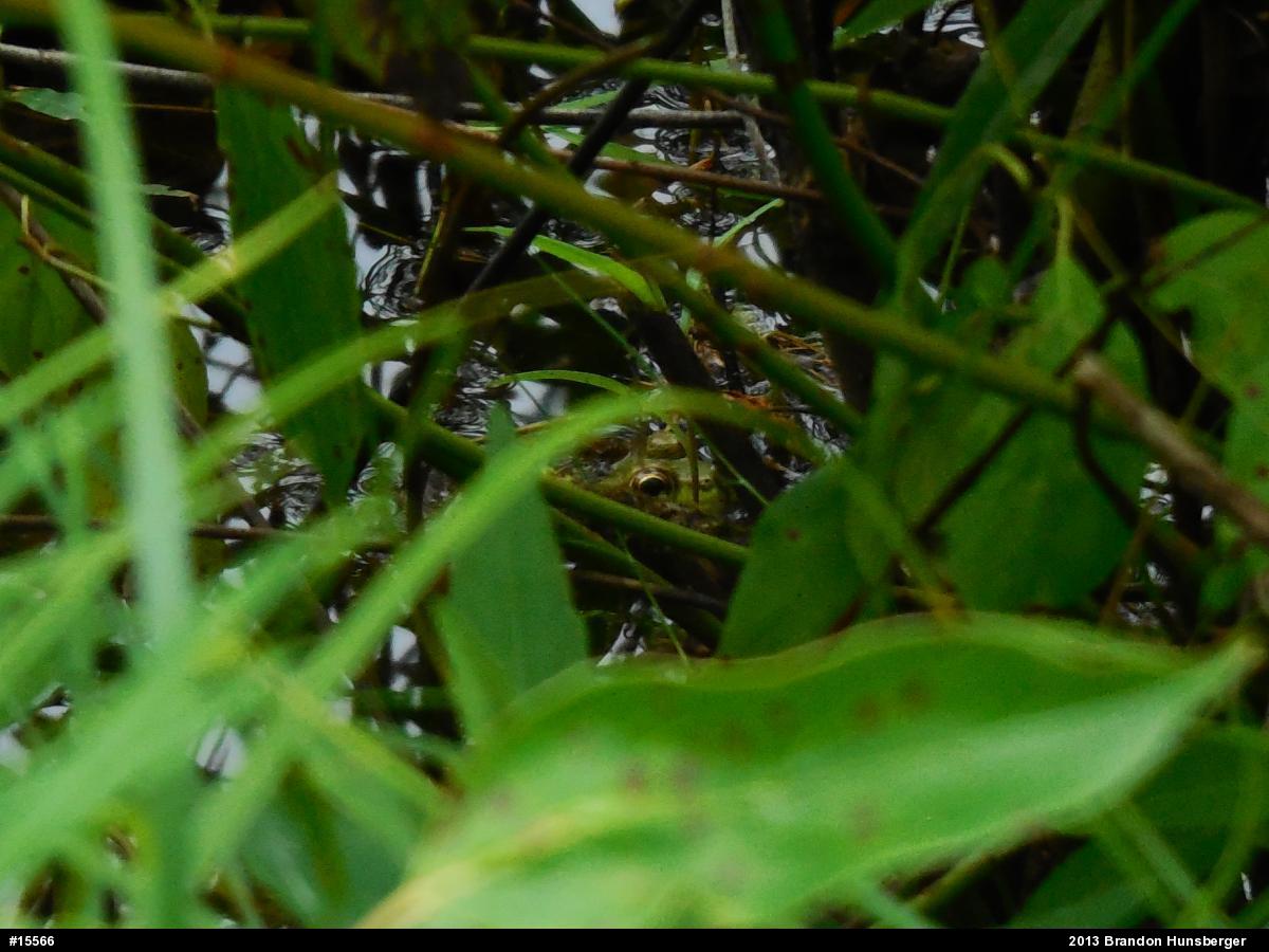 True Frogs