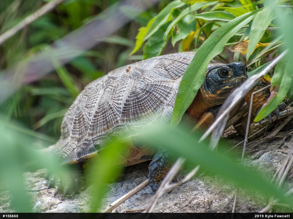 Wood Turtle
