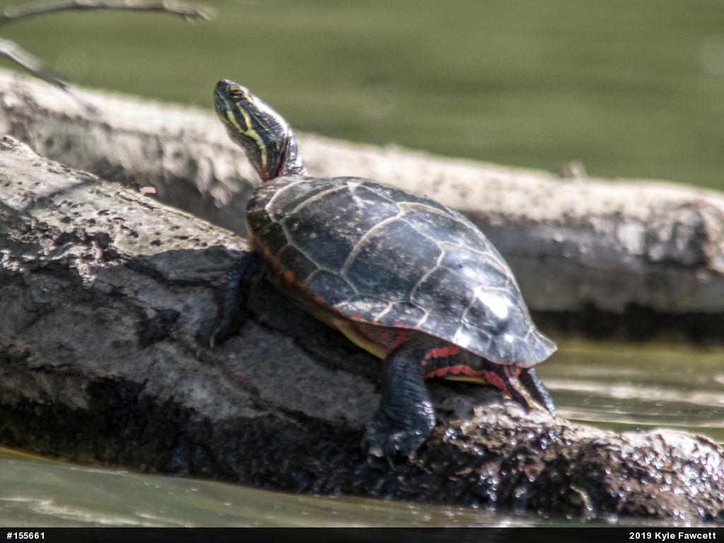 Painted Turtle