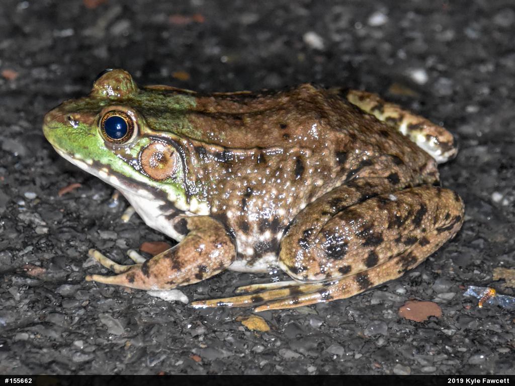 Green Frog