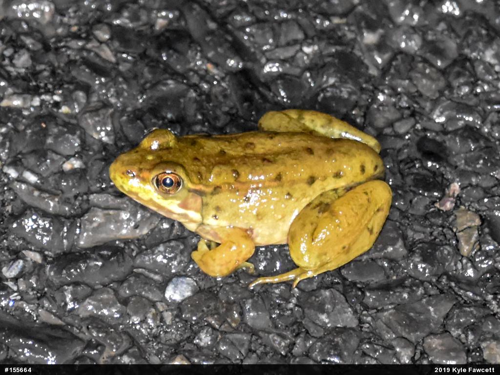 Green Frog