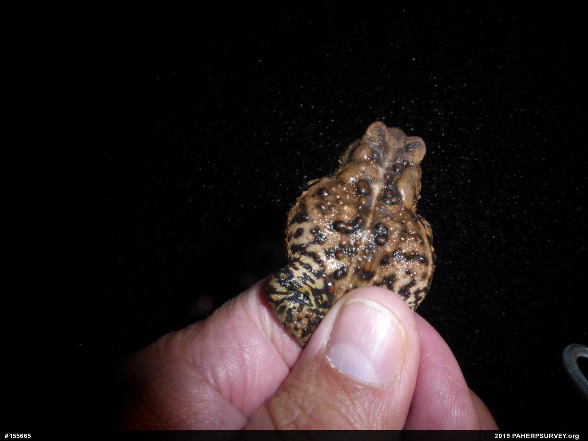 Eastern American Toad