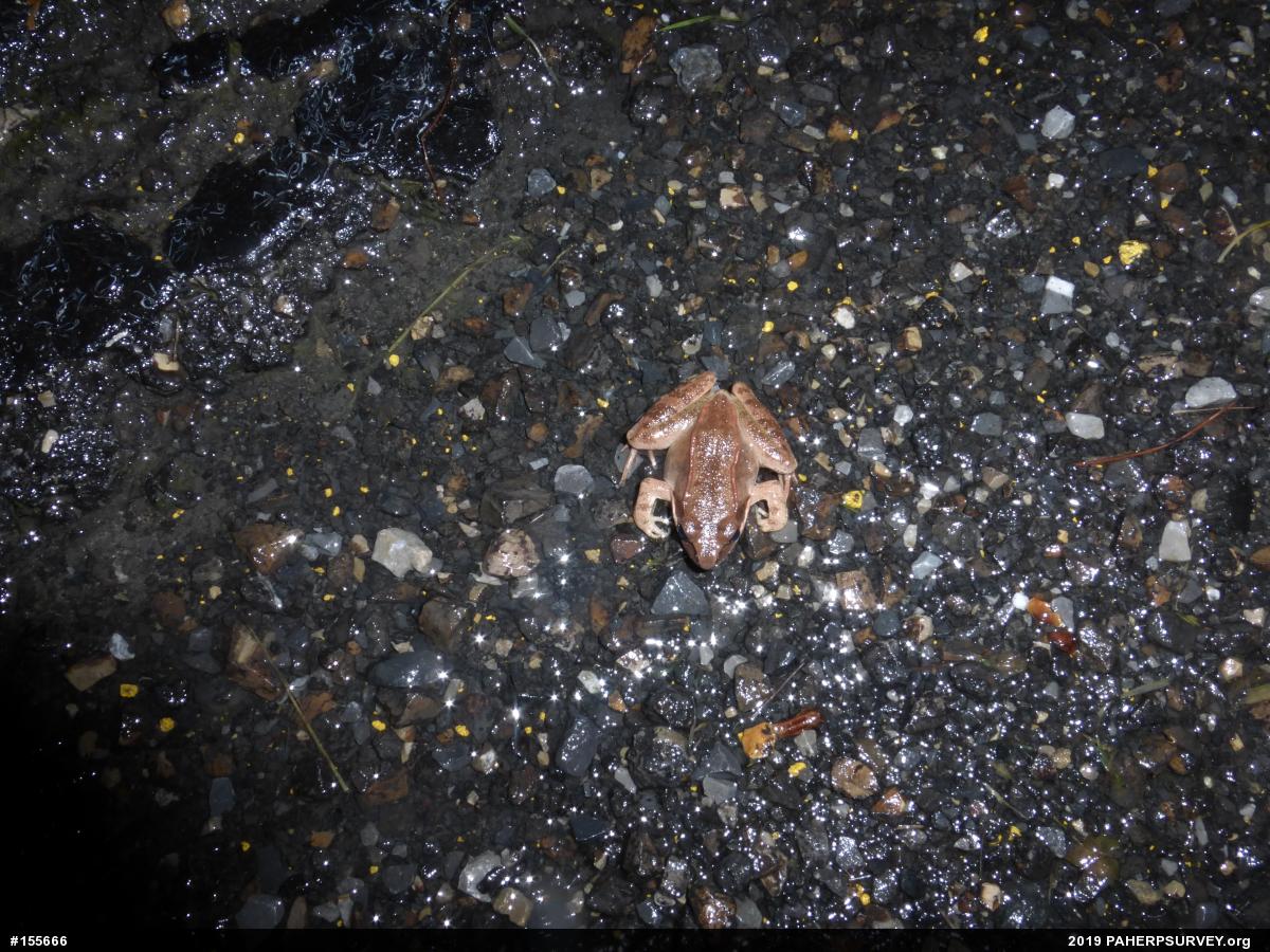 Wood Frog