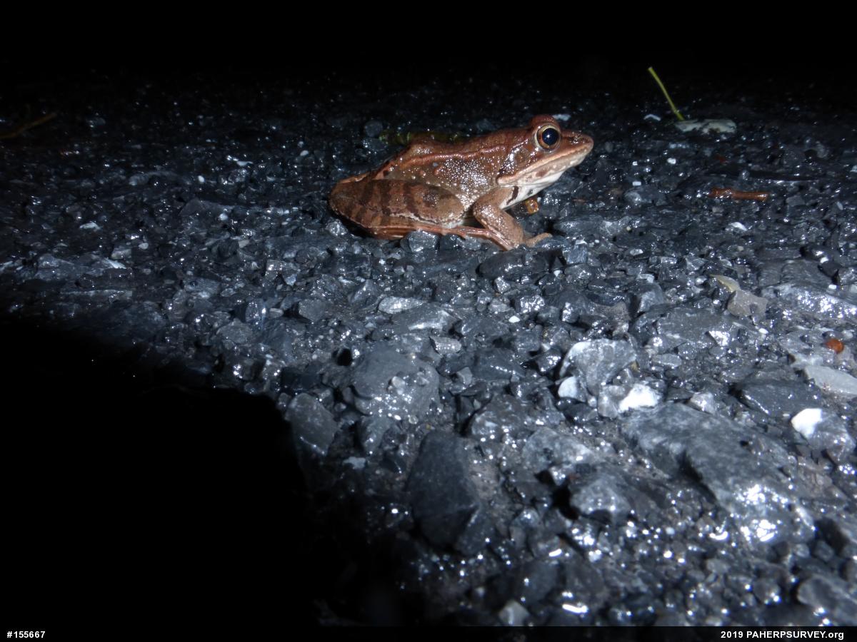 Wood Frog