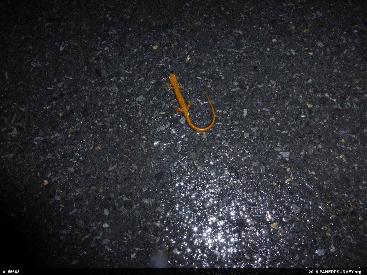 Eastern Long-tailed Salamander