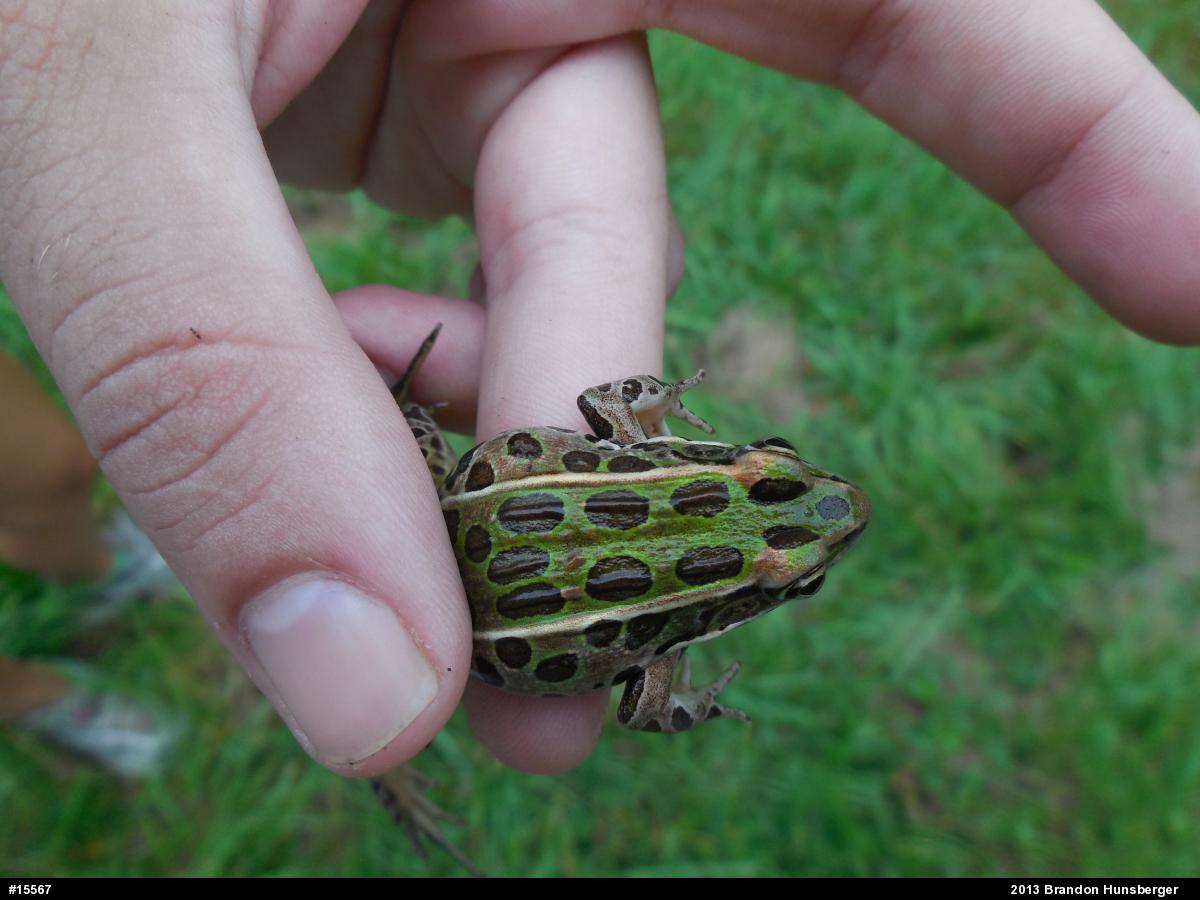Northern Leopard Frog