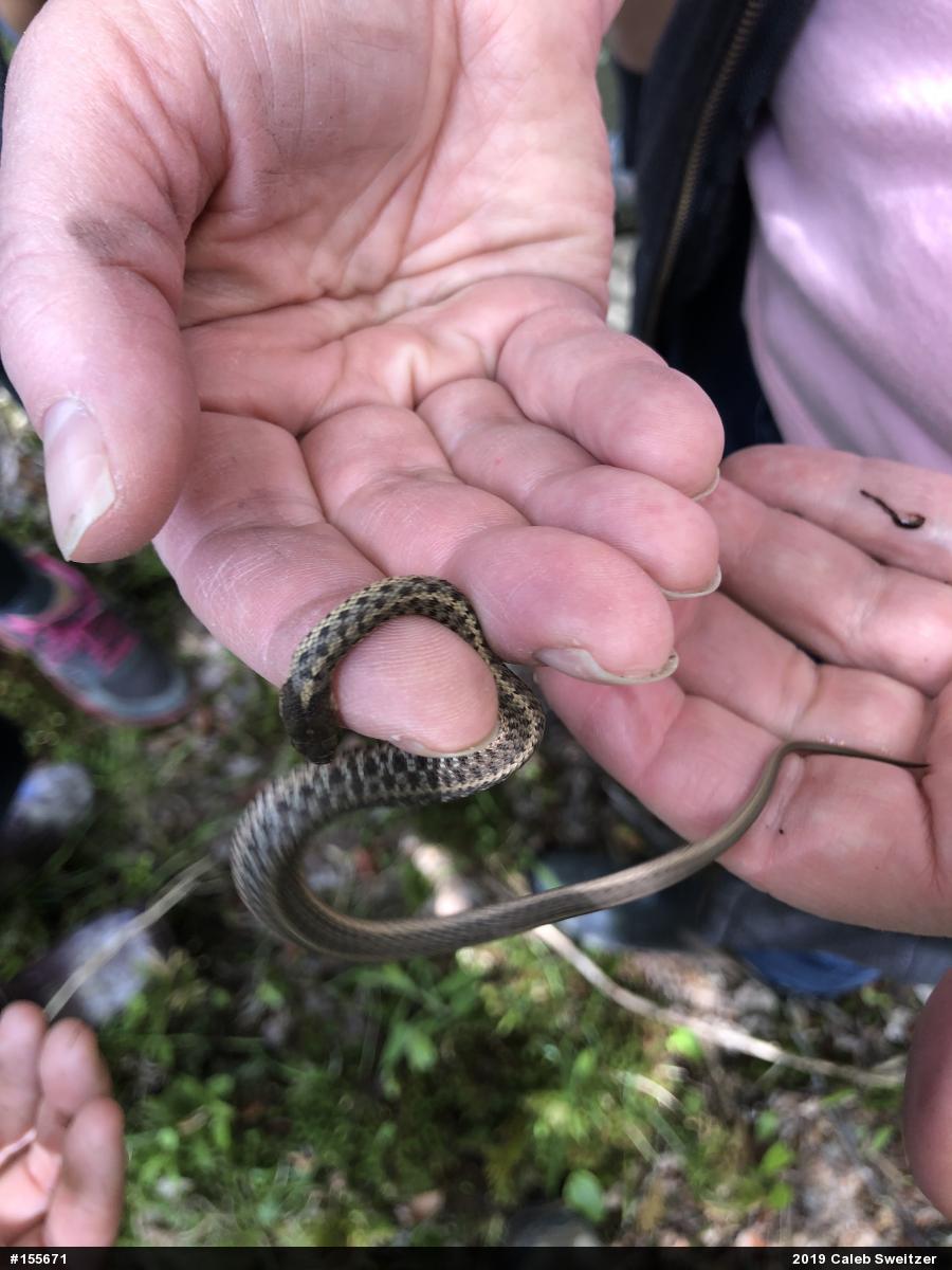 Eastern Gartersnake