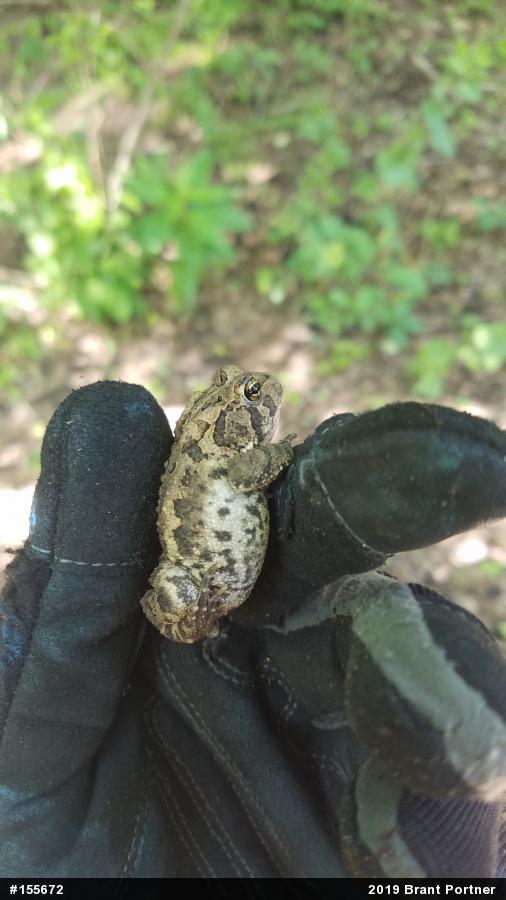Eastern American Toad
