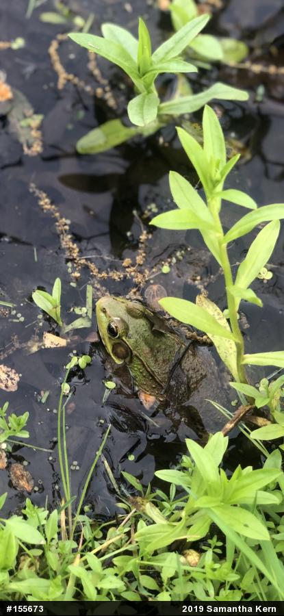 Green Frog