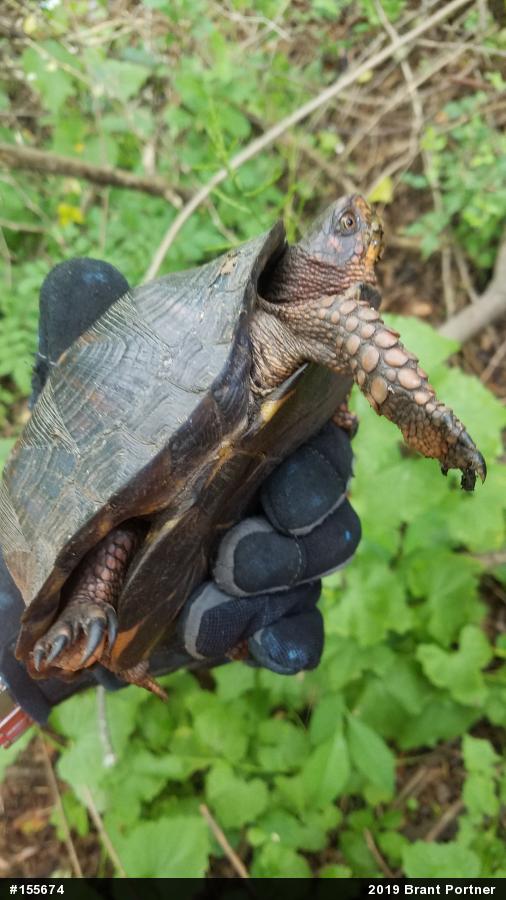 Eastern Box Turtle