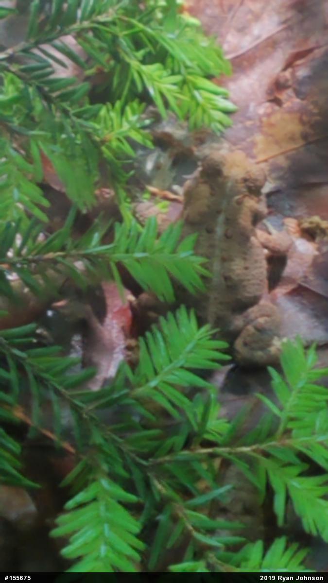 Eastern American Toad