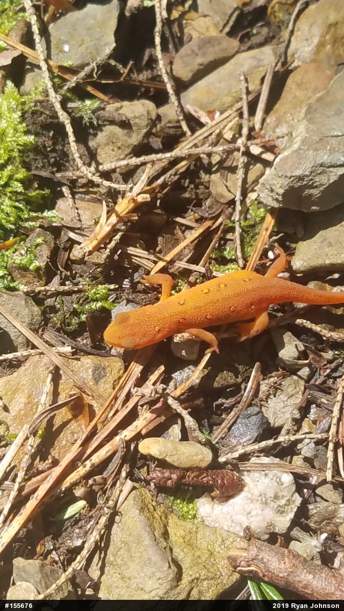 Red-spotted Newt
