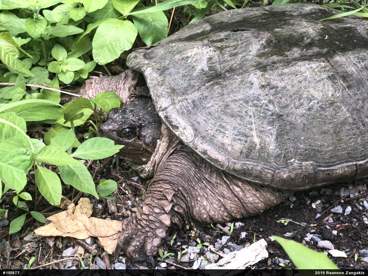 Snapping Turtle