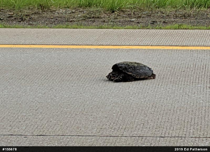 Snapping Turtle