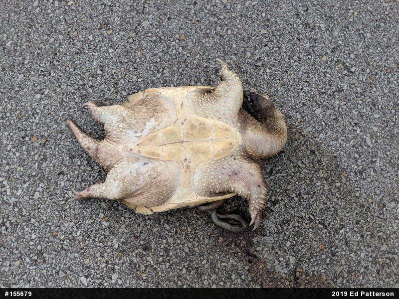 Snapping Turtle