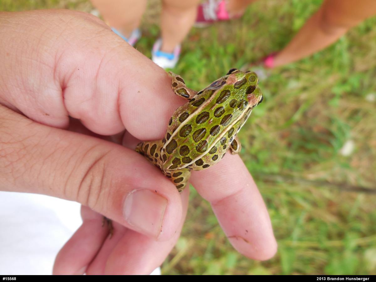 Northern Leopard Frog