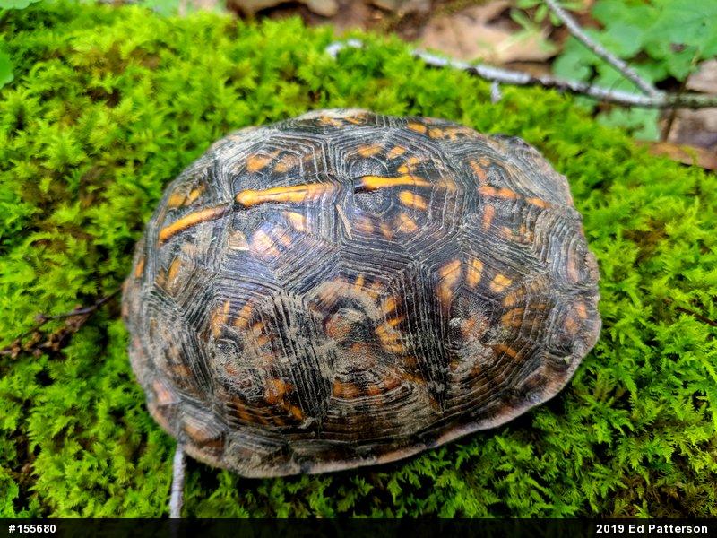 Eastern Box Turtle