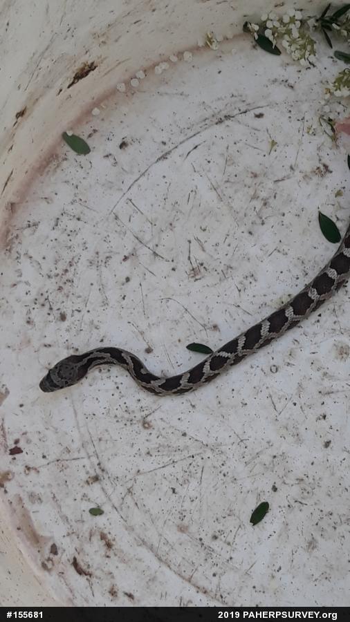 Eastern Ratsnake