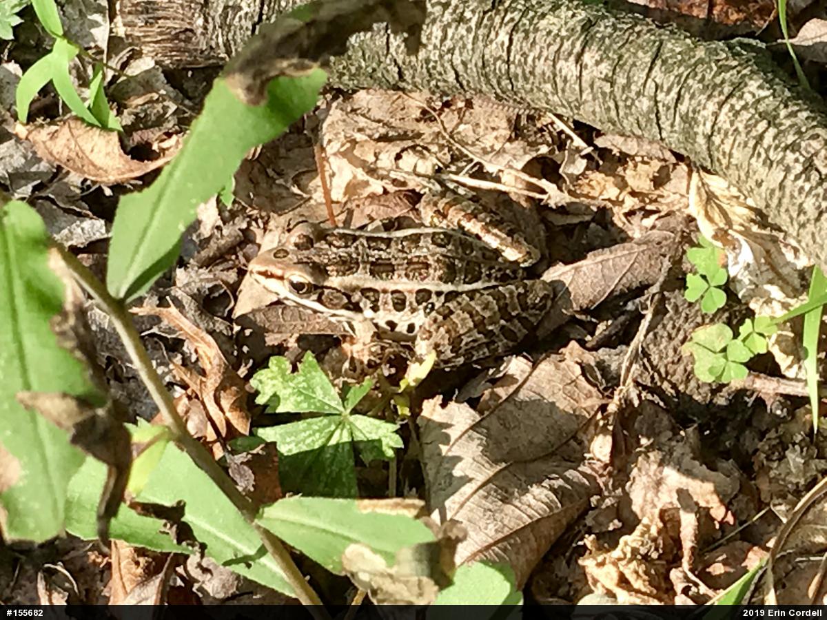 Pickerel Frog