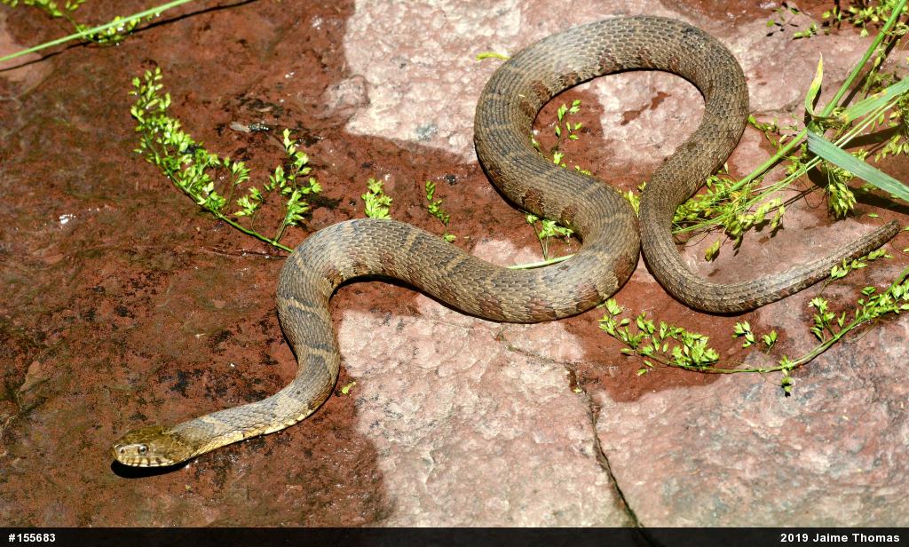 Northern Watersnake