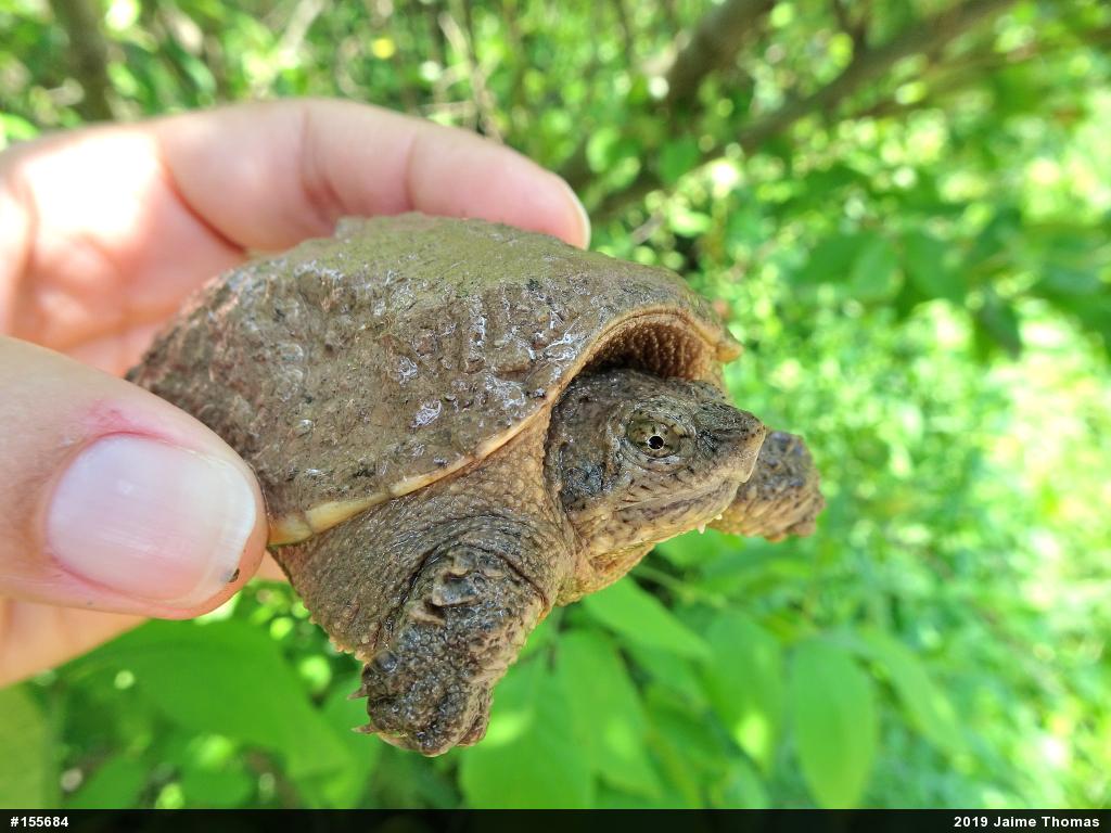 Snapping Turtle