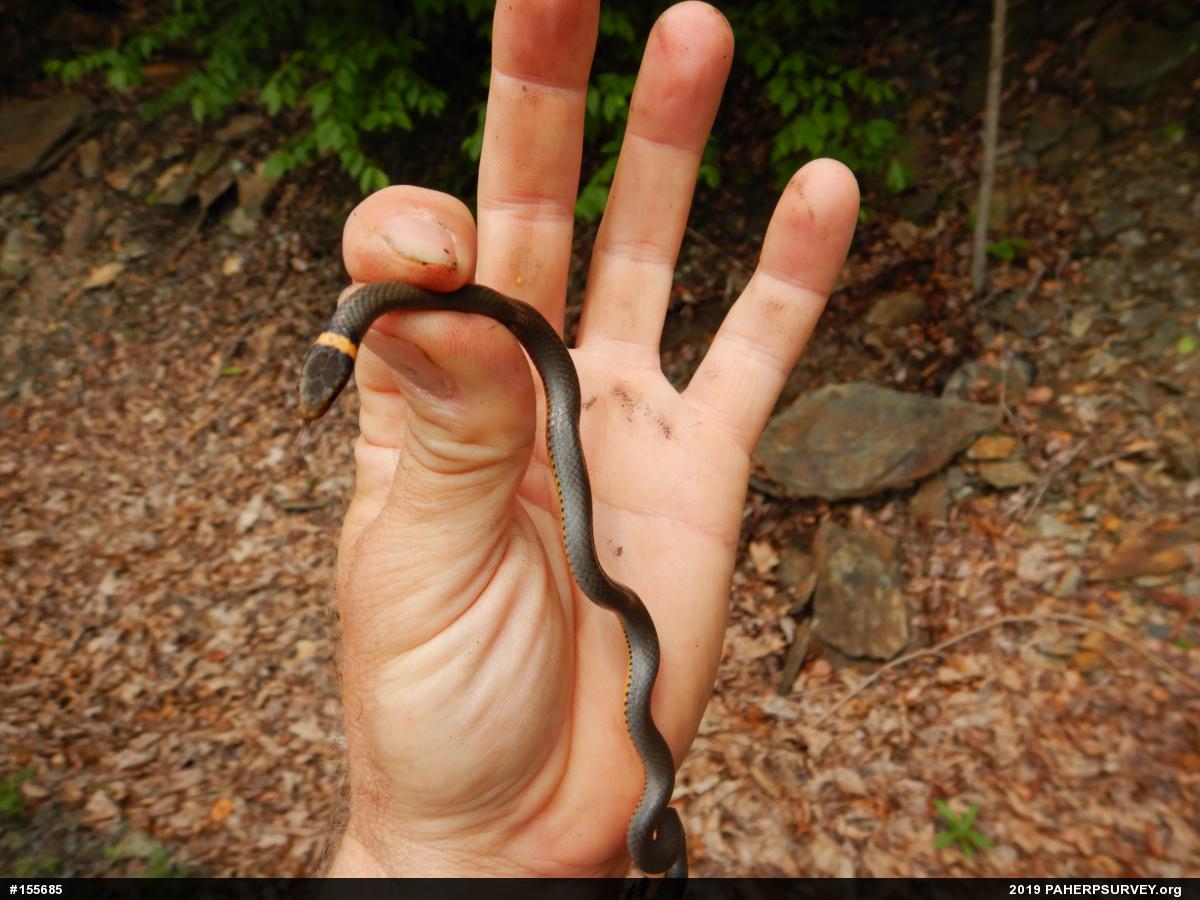 Northern Ring-necked Snake