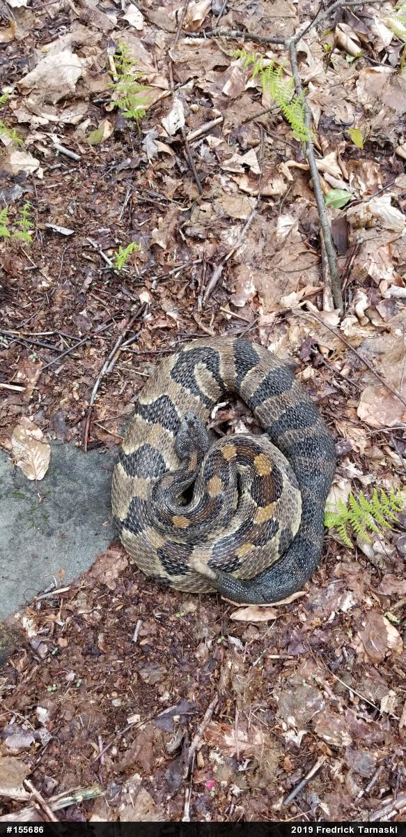 Timber Rattlesnake