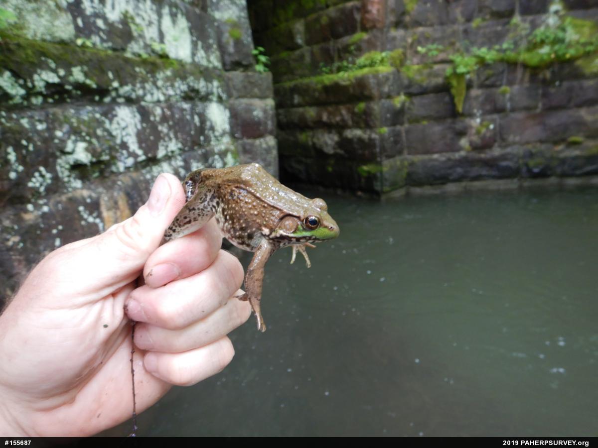 Green Frog