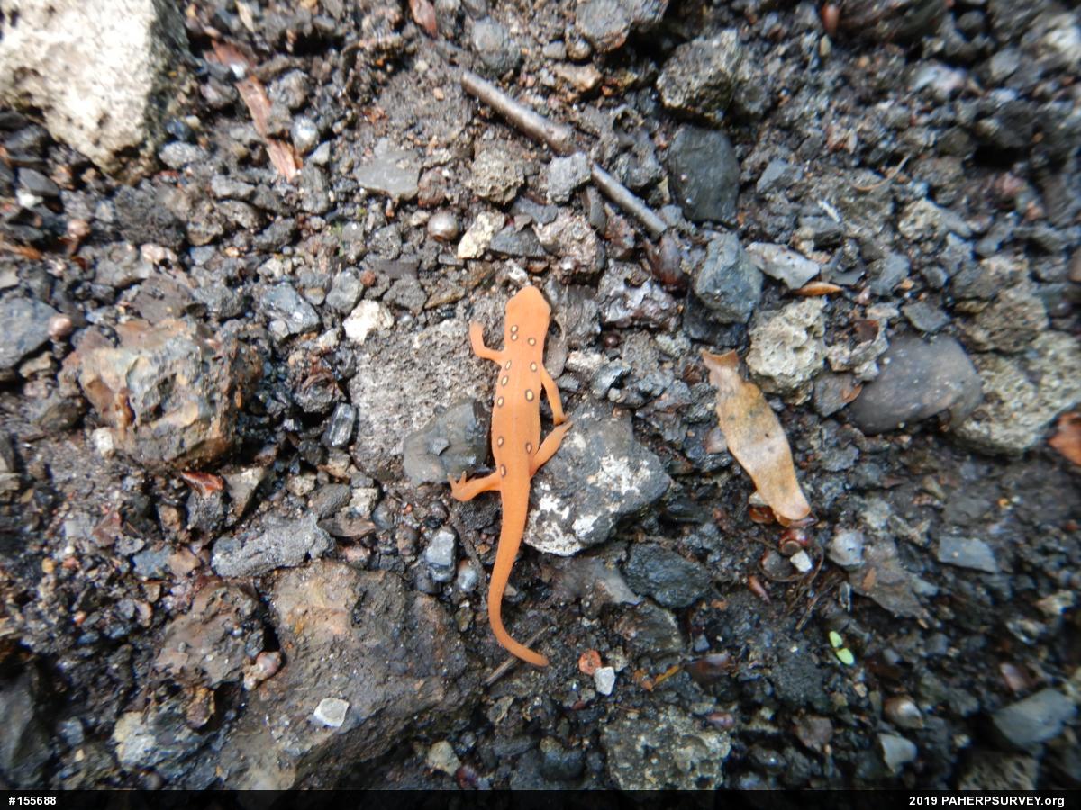 Red-spotted Newt