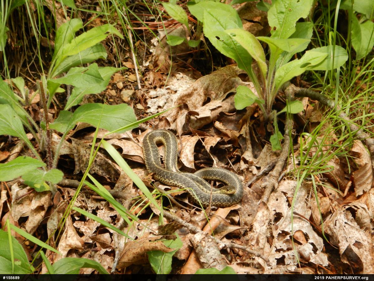 Eastern Gartersnake