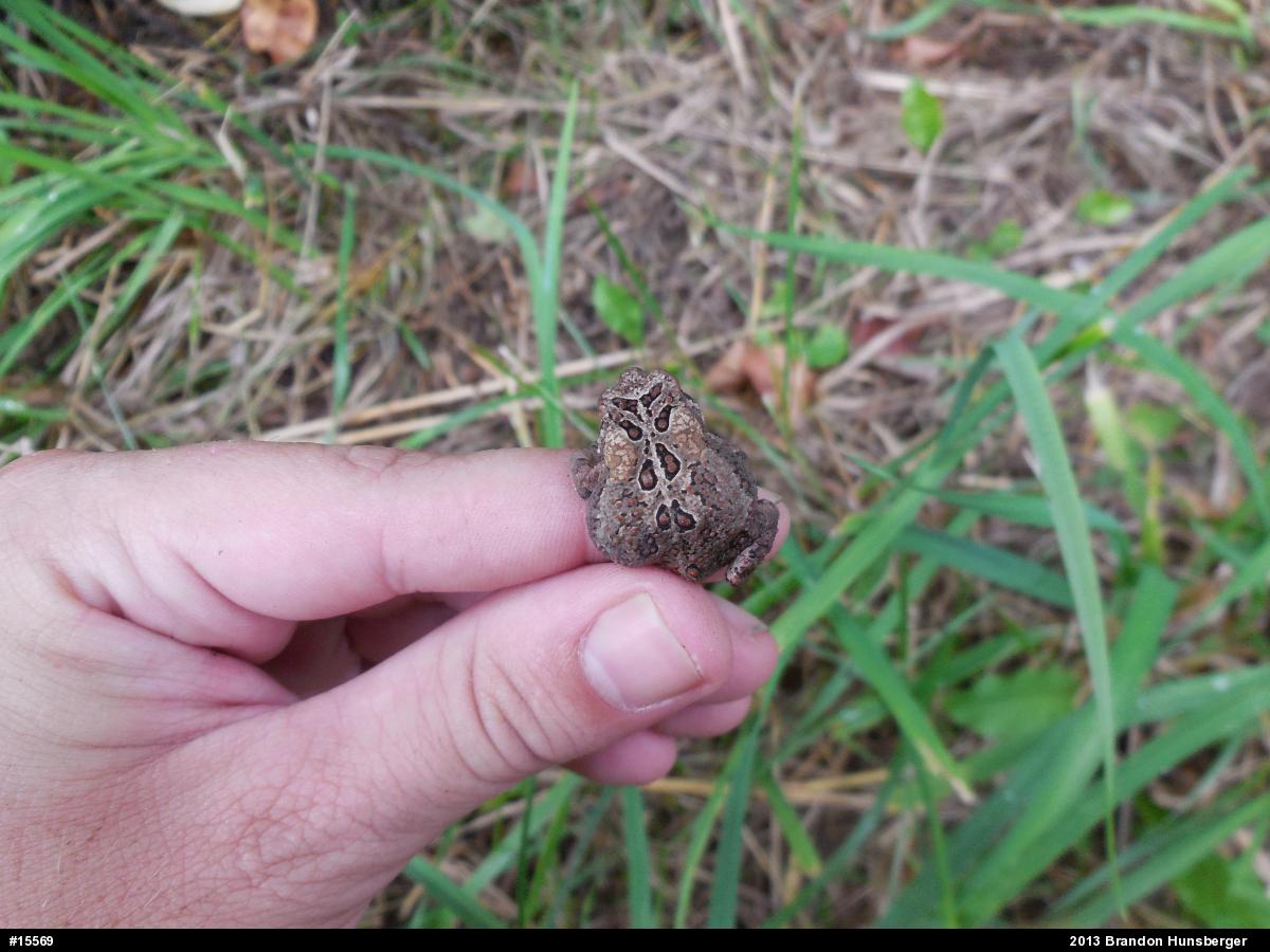 Eastern American Toad