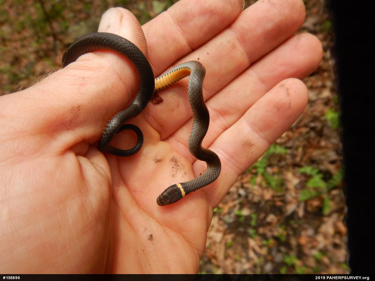 Northern Ring-necked Snake