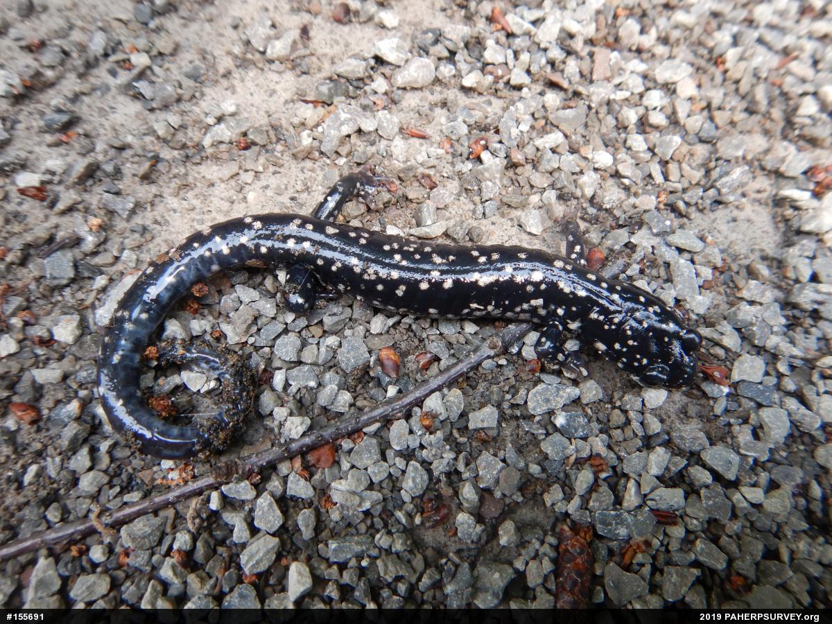 Northern Slimy Salamander