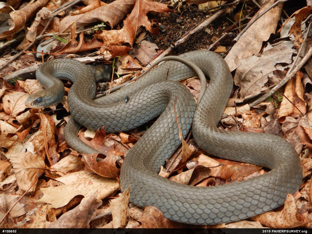 Northern Black Racer