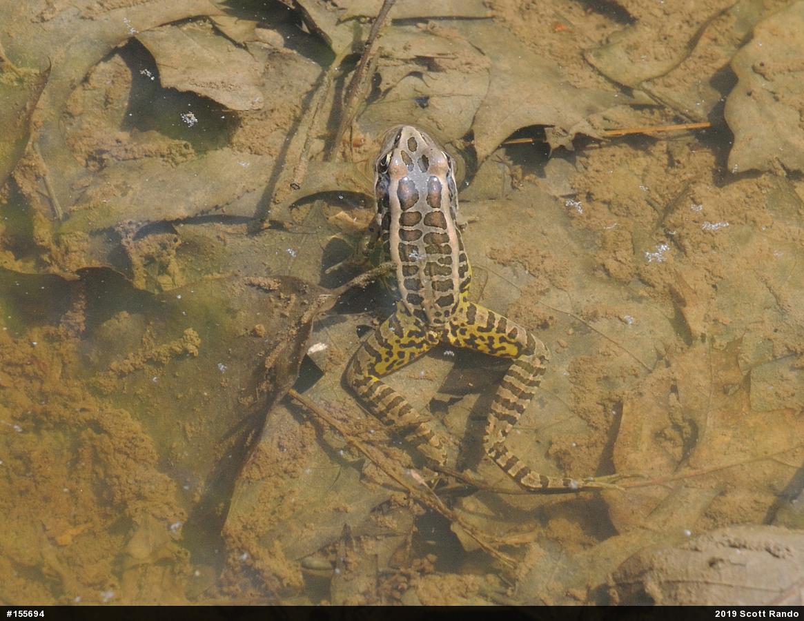 Pickerel Frog