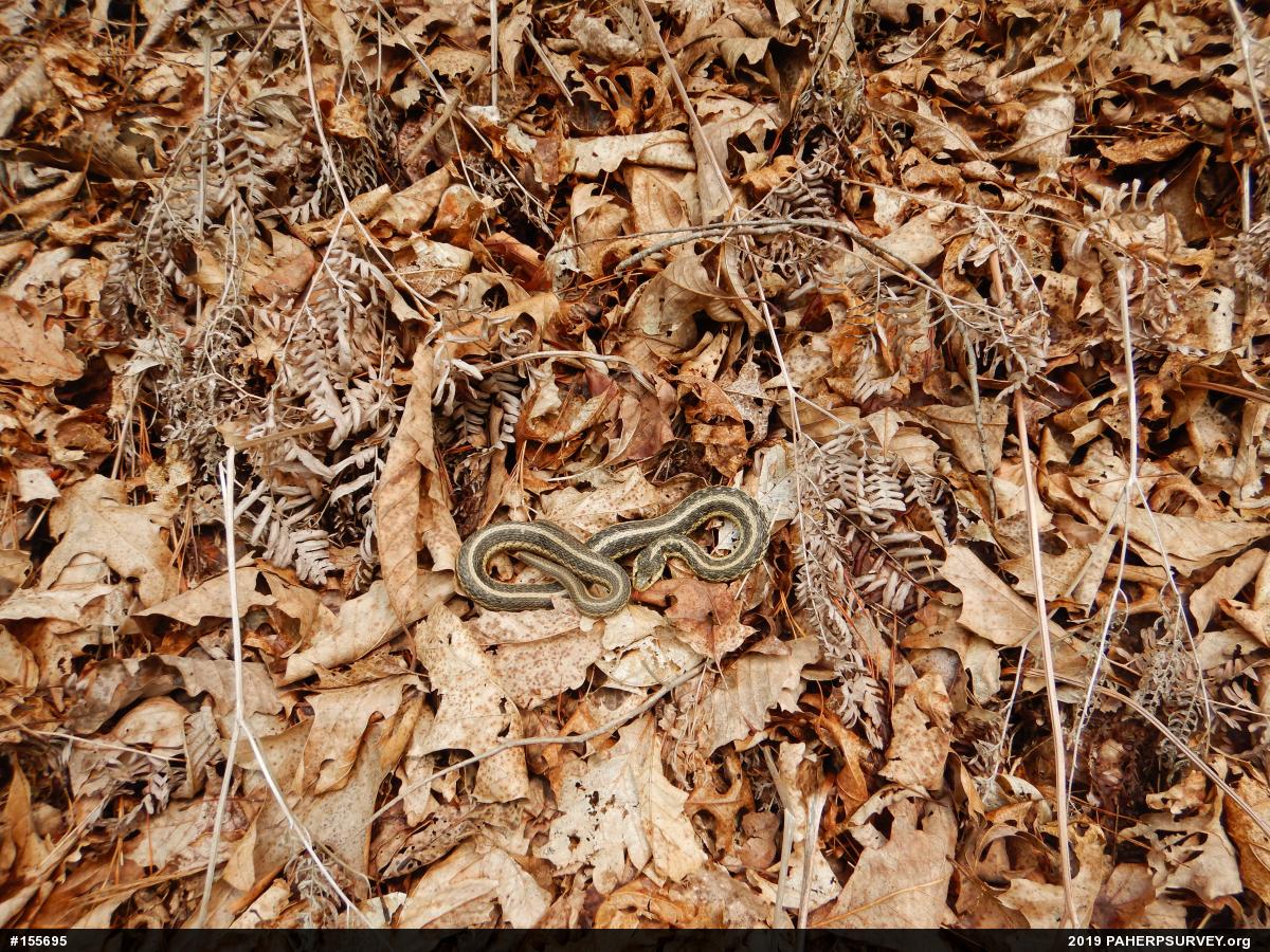 Eastern Gartersnake