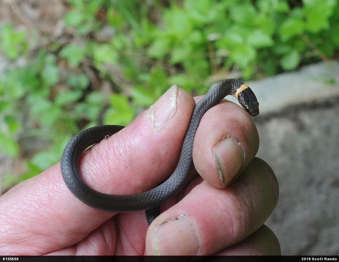 Northern Ring-necked Snake