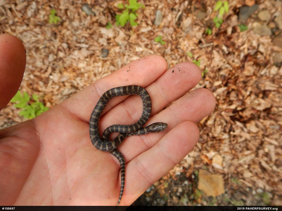 Eastern Milksnake